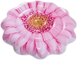 Fleur De Marguerite Rose